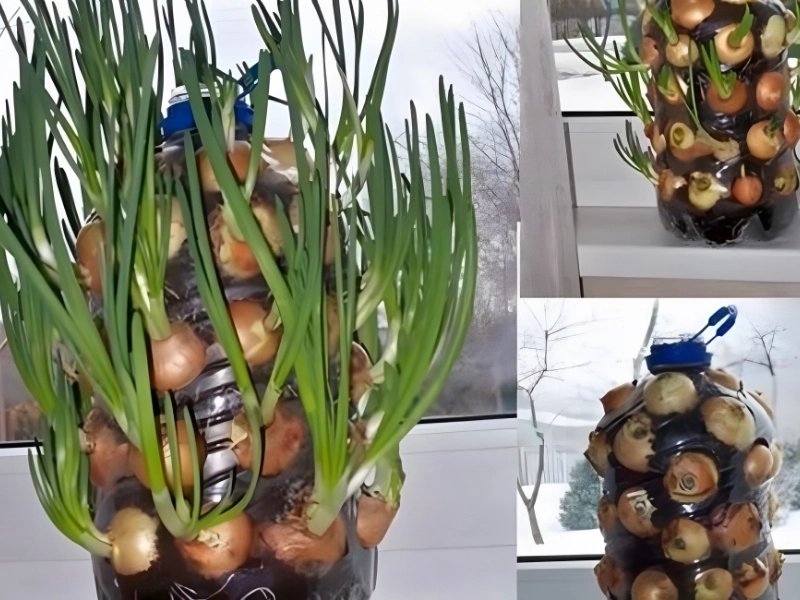 Gardening Made Easy: Money-Saving Tips & Time-Saving Tricks!