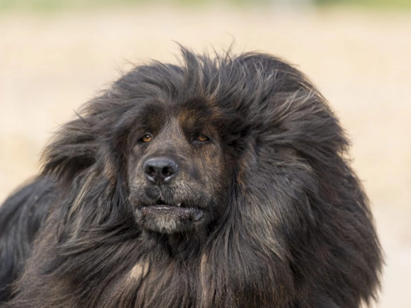 The 38 Most Dangerous Dog Breeds You Must Know
