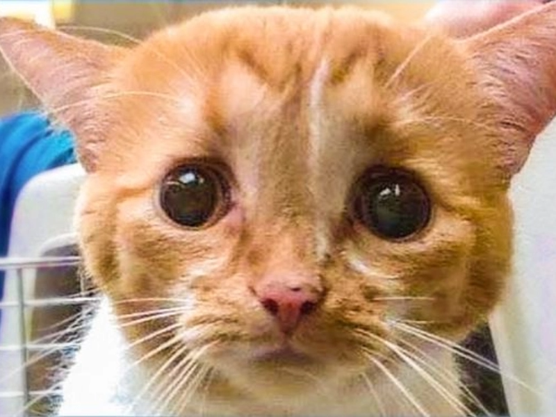 18 Heartwarming Photos of Animals Finding Their Forever Homes