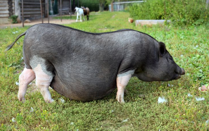 8 Astonishing Before and After Photos of Animal Pregnancies