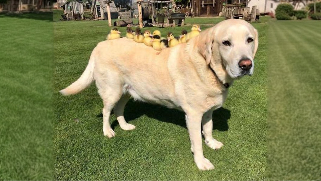 9 Adorable Animal Photos That Make You Want to Hug Them Instantly
