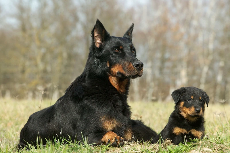 20 Loyal Dog Breeds That'll Protect You Fearlessly