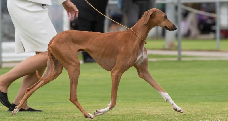 Rare Dog Breeds So Unique You Won't Believe They Exist